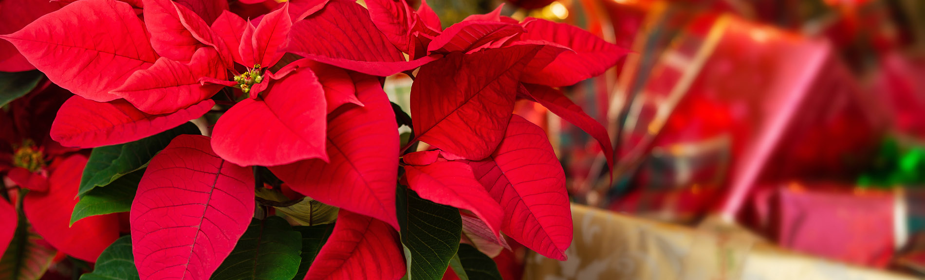 Poinsettias Online Order 2021